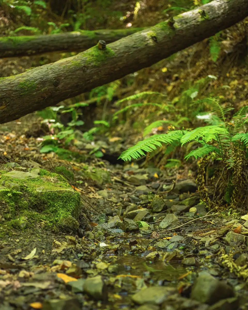 Ferns and moss along a small stream in a shaded woodland