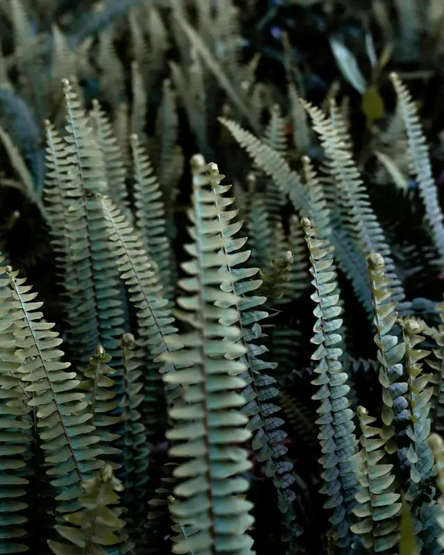 Close view of sword fern fronds
