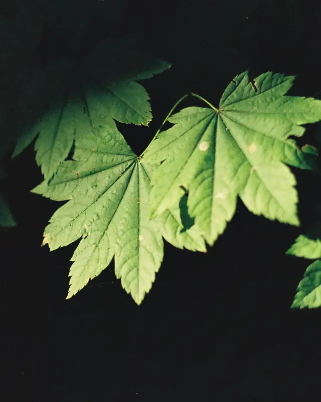 Vine maple leaves, backlit, against a dark background