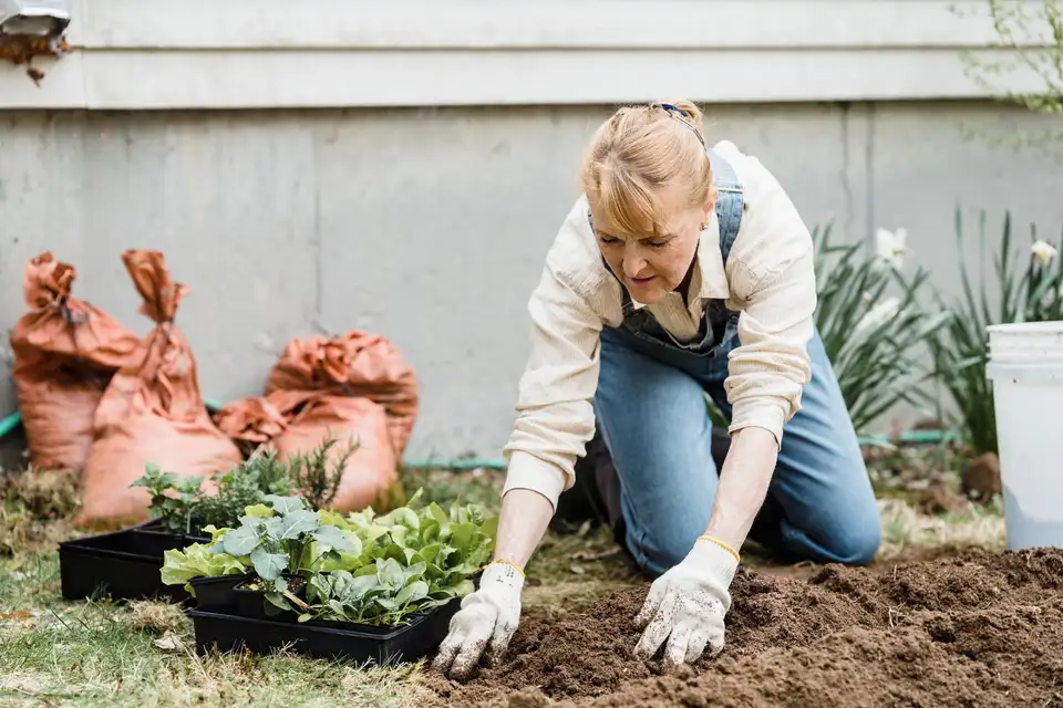 A gardener kneels in fresh soil setting out small plants