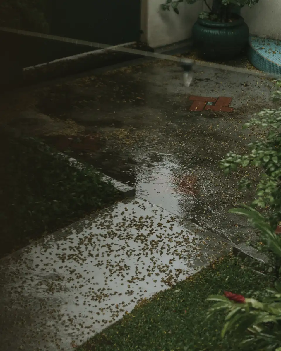 A garden path after rain, puddles reflecting the planting